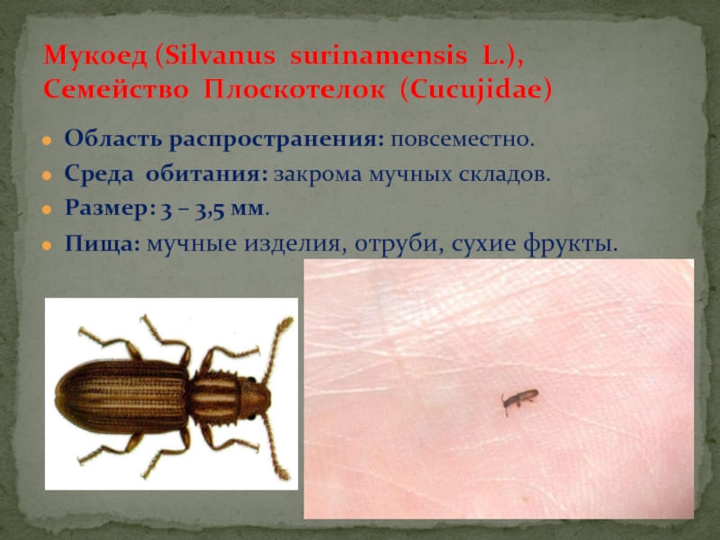 На фото описано про мукоедов и область распространения